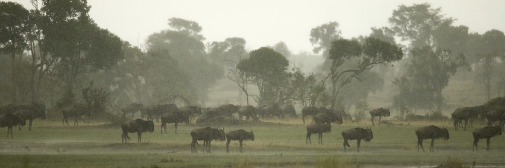 Wildebeest in the Serengeti, Tanzania, Africa