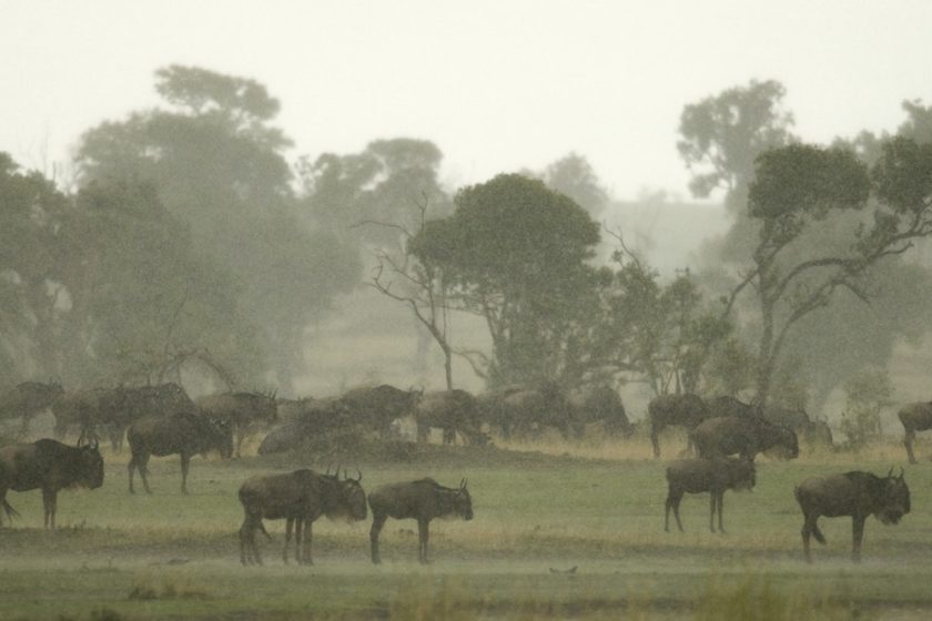 Wildebeest in the Serengeti, Tanzania, Africa